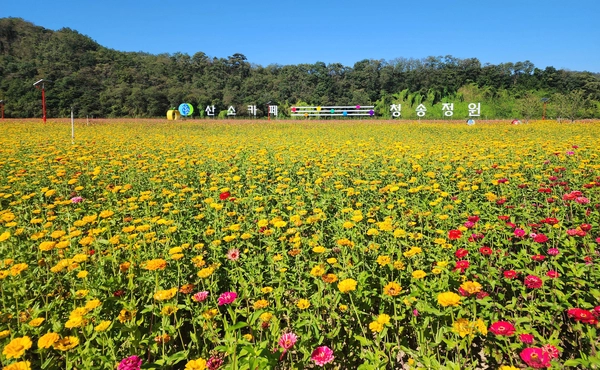 전국 최대 규모의 백일홍 화원 ‘산소카페 청송정원’. 붉은색과 노란색, 연분홍색, 베이지색 등 다채로운 색감의 백일홍이 정원을 뒤덮으며 마치 꽃의 바다 속에 들어온 듯한 풍경을 연출한다. /청송군 제공 전국 최대 규모의 백일홍 화원 ‘산소카페 청송정원’. 붉은색과 노란색, 연분홍색, 베이지색 등 다채로운 색감의 백일홍이 정원을 뒤덮으며 마치 꽃의 바다 속에 들어온 듯한 풍경을 연출한다. /청송군 제공