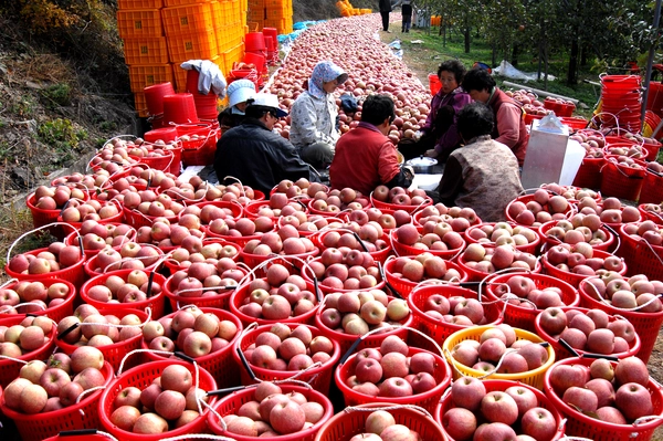 ‘대한민국 대표 사과’인 청송사과를 농민들이 수확하고 있다. /청송군 제공 ‘대한민국 대표 사과’인 청송사과를 농민들이 수확하고 있다. /청송군 제공