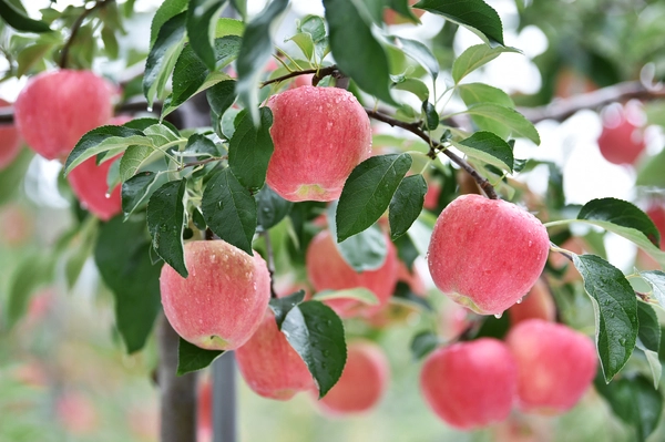 ‘대한민국 대표 사과’인 청송사과가 탐스럽게 익어가고 있다. 청송군은 29일부터 다음 달 2일까지 5일간 청송읍 월막리 용전천(현비암 앞)에서 ‘제19회 청송사과축제’를 연다. /청송군 제공 ‘대한민국 대표 사과’인 청송사과가 탐스럽게 익어가고 있다. 청송군은 29일부터 다음 달 2일까지 5일간 청송읍 월막리 용전천(현비암 앞)에서 ‘제19회 청송사과축제’를 연다. /청송군 제공