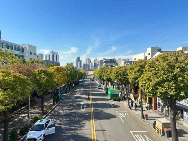 산림청 도시숲 인증을 받은 인천 미추홀구 ‘인하로 은행나무 가로수길’. /인천시 제공