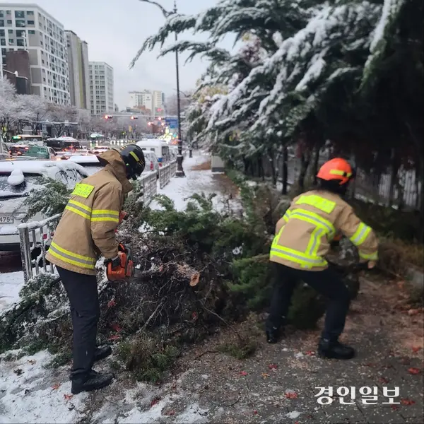 성남수정경찰서 맞은편에서 나무가 쓰러져 소방당국이 안전조치하고 있다. 2024.11.27 /경기도소방재난본부 제공