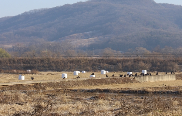 매년 겨울마다 2~600여마리의 독수리 무리가 파주시에서 겨울을 나고 있다. 2024.12.2 /경기도 제공