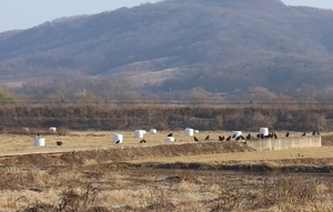 겨울철새 먹이 맛집… 파주 날아온 독수리들 챙긴다