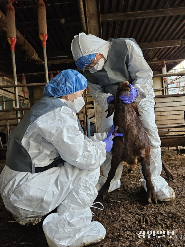 경기도동물위생시험소가 최근 구제역 일제백신 접종 후 모니터링 검사 결과, 도내 우제류(소·염소) 사육농가의 구제역 백신항체양성률이 99.1%인 것으로 나타났다. /경기도 제공