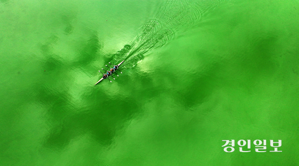 역대급 폭염이 계속되고 있는 가운데 녹조로 뒤덮인 용인시 기흥저수지에서 조정선수들이 훈련을 하고 있다. 폭염에 따른 남조류 발생으로 물빛이 초록색으로 변한 용인 기흥저수지 조정경기장과 그 위를 가로지르는 선수들의 훈련광경을 감각적으로 보도해 지난 8월 말 개최 예정이던 ‘전국생활체육 조정대회’가 연기되고 용인시는 예비비를 투입해 녹조제거제를 살포하는 등의 반향이 있었다. <제408회 이달의 기자상 사진보도부문 수상>  /임열수기자 pplys@kyeongin.com