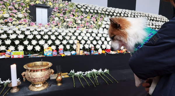 무안국제공항 제주항공 여객기 참사로 주인을 잃은 반려견 푸딩이가 5일 오후 서울시청 본관 앞에 마련된 희생자 합동분향소를 방문하고 있다. 푸딩이는 제주항공 참사 희생자 중 최고령자인 80세 A씨가 키우던 반려견이다. 2025.1.5 /연합뉴스