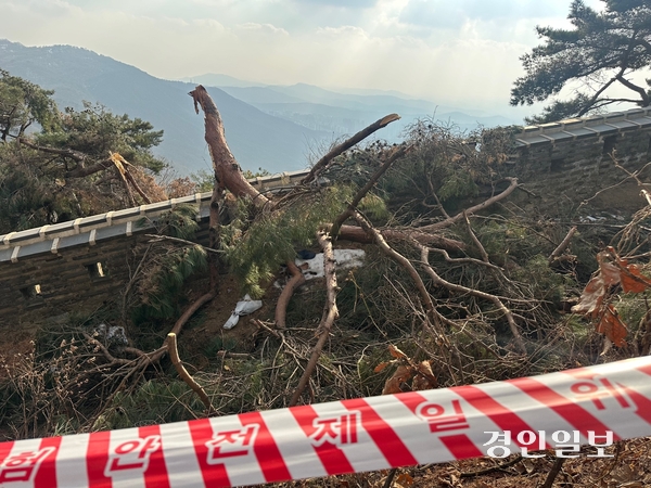 지난달 17일 광주 남한산성에서 폭설로 부러진 나무를 벌목하는 과정에서 쓰러지는 나무를 머리에 맞고 숨진 60대 B씨가 작업했던 현장. 2025.1.1 /목은수기자wood@kyeongin.com