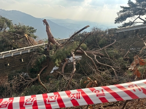 [사건사고 비하인드] ‘안전모 안 쓴’ 그날… 나무 말고 사람이 쓰러졌다