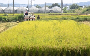 쌀 과잉 생산에 가격폭락… 딜레마 빠진 식량 안보