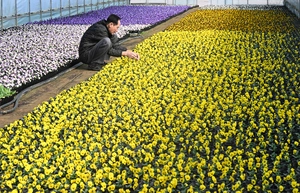[화보] 다가온 입춘, 활짝 핀 형형색색 팬지꽃