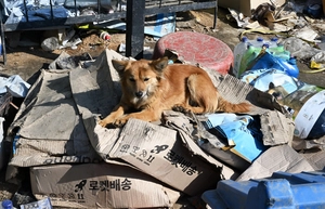 [화보] 반려견들의 오랜 터전은, 지금
