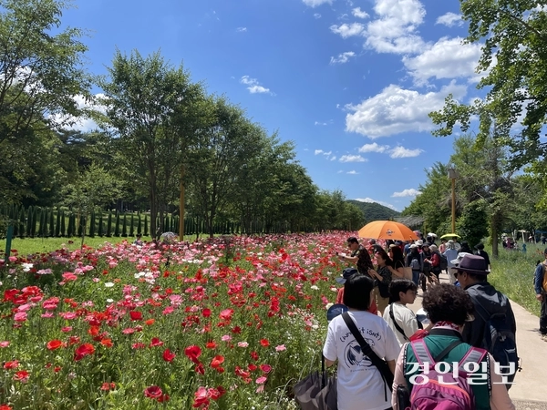 지난해 6월 자라섬 남도 일대에서 열린 ‘2025 Colorful Garden 자라섬꽃 페스타’를 찾은 방문객들 모습. /경인일보DB