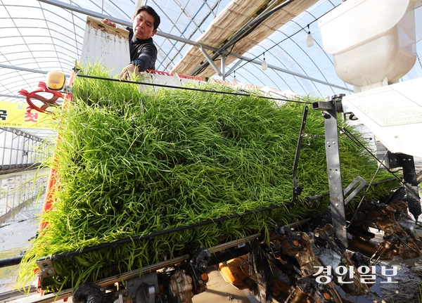 13일 오후 이천시 호법면 한 비닐하우스 논에서 열린 ‘임금님표 전국 첫 모내기 행사’에서 김경희 이천시장을 비롯한 참석자들이 모내기를 하고 있다. 2025.2.13 /최은성기자 ces7198@kyeongin.com