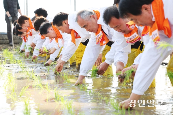 13일 오후 이천시 호법면 한 비닐하우스 논에서 열린 ‘임금님표 전국 첫 모내기 행사’에서 김경희 이천시장을 비롯한 참석자들이 모내기를 하고 있다. 2025.2.13 /최은성기자 ces7198@kyeongin.com