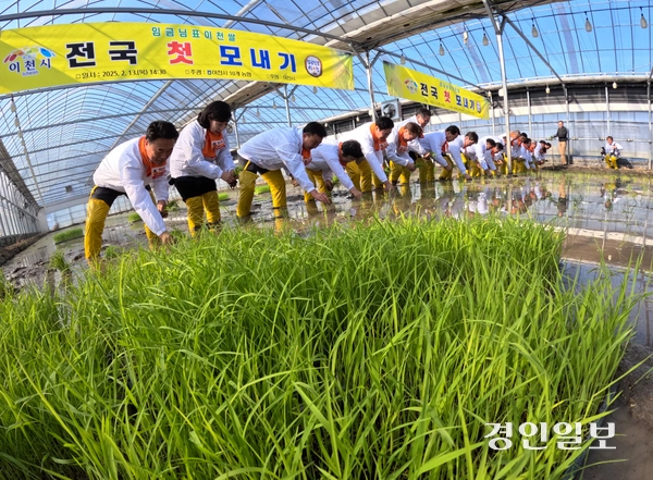 13일 오후 이천시 호법면 한 비닐하우스 논에서 열린 ‘임금님표 전국 첫 모내기 행사’에서 김경희 이천시장을 비롯한 참석자들이 모내기를 하고 있다. 2025.2.13 /최은성기자 ces7198@kyeongin.com