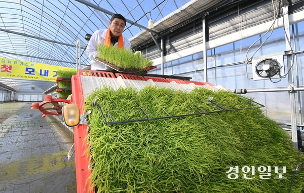 13일 오후 이천시 호법면 한 비닐하우스 논에서 열린 ‘임금님표 전국 첫 모내기 행사’에서 김경희 이천시장을 비롯한 참석자들이 모내기를 하고 있다. 2025.2.13 /최은성기자 ces7198@kyeongin.com