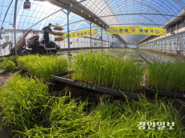 13일 오후 이천시 호법면 한 비닐하우스 논에서 열린 ‘임금님표 전국 첫 모내기 행사’에서 김경희 이천시장을 비롯한 참석자들이 모내기를 하고 있다. 2025.2.13 /최은성기자 ces7198@kyeongin.com