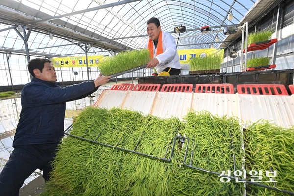 13일 오후 이천시 호법면 한 비닐하우스 논에서 열린 ‘임금님표 전국 첫 모내기 행사’에서 김경희 이천시장을 비롯한 참석자들이 모내기를 하고 있다. 2025.2.13 /최은성기자 ces7198@kyeongin.com