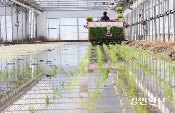 13일 오후 이천시 호법면 한 비닐하우스 논에서 열린 ‘임금님표 전국 첫 모내기 행사’에서 김경희 이천시장을 비롯한 참석자들이 모내기를 하고 있다. 2025.2.13 /최은성기자 ces7198@kyeongin.com