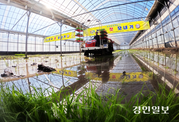 13일 오후 이천시 호법면 한 비닐하우스 논에서 열린 ‘임금님표 전국 첫 모내기 행사’에서 김경희 이천시장을 비롯한 참석자들이 모내기를 하고 있다. 2025.2.13 /최은성기자 ces7198@kyeongin.com