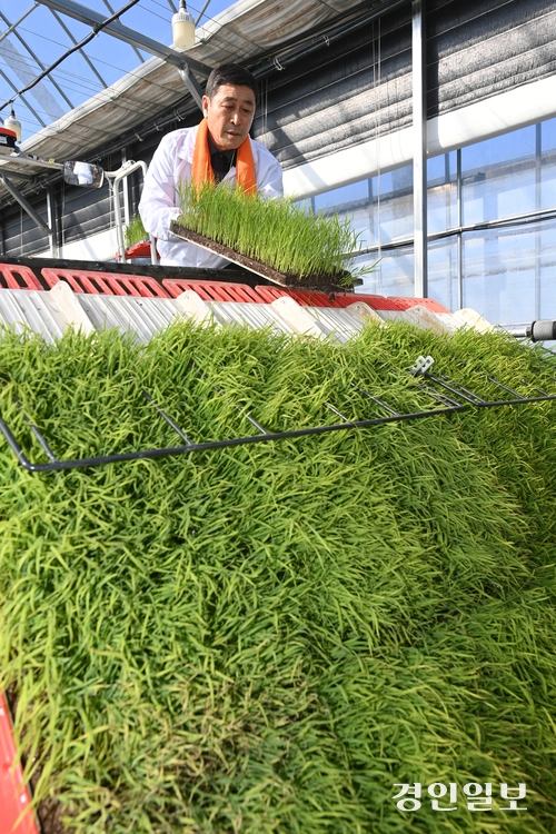 13일 오후 이천시 호법면 한 비닐하우스 논에서 열린 ‘임금님표 전국 첫 모내기 행사’에서 김경희 이천시장을 비롯한 참석자들이 모내기를 하고 있다. 2025.2.13 /최은성기자 ces7198@kyeongin.com