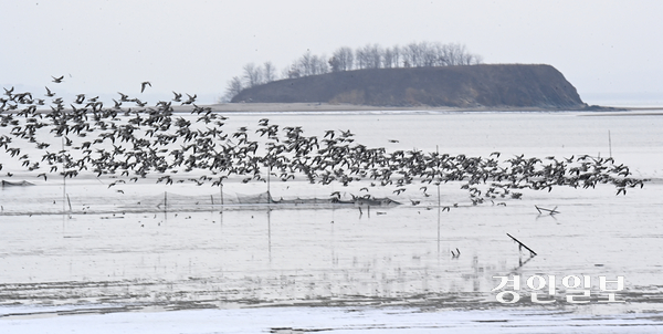 화성시 경기국제공항 후보지에서 청둥오리 등 철새들이 날아오르고 있다. 2025.1.7 /최은성기자 ces7198@kyeongin.com