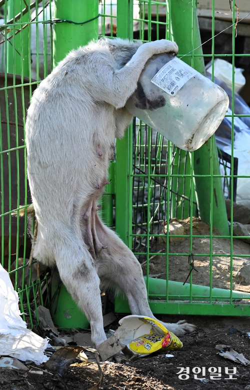 화성시 남양읍 들녘에서 지난 21일 한 강아지가 먹이를 찾다 폐플라스틱 통에 머리가 낀 채 벗으려고 발버둥 치고 있다. 이 강아지는 탈진 위기에 빠졌으나 다행히 인근 주민의 도움으로 폐플라스틱 통을 벗을 수 있었다 .2024.2.24 /임열수기자 pplys@kyeongin.com