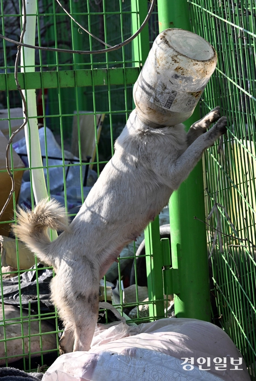 화성시 남양읍 들녘에서 지난 21일 한 강아지가 먹이를 찾다 폐플라스틱 통에 머리가 낀 채 벗으려고 발버둥 치고 있다. 이 강아지는 탈진 위기에 빠졌으나 다행히 인근 주민의 도움으로 폐플라스틱 통을 벗을 수 있었다 .2024.2.24 /임열수기자 pplys@kyeongin.com