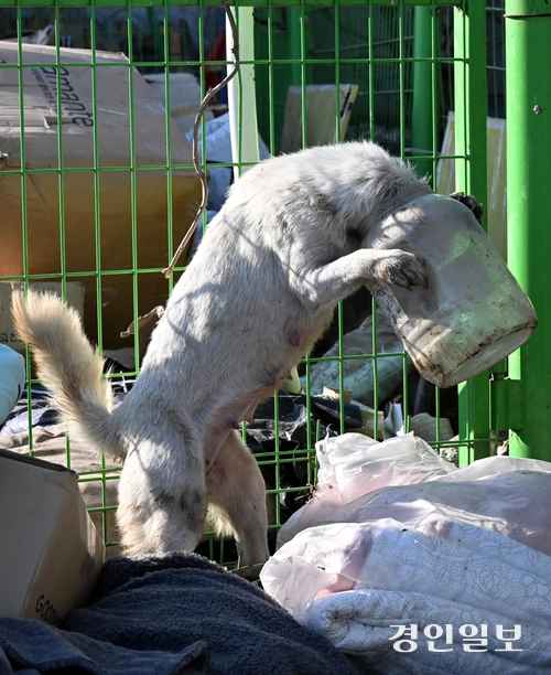 화성시 남양읍 들녘에서 지난 21일 한 강아지가 먹이를 찾다 폐플라스틱 통에 머리가 낀 채 벗으려고 발버둥 치고 있다. 이 강아지는 탈진 위기에 빠졌으나 다행히 인근 주민의 도움으로 폐플라스틱 통을 벗을 수 있었다 .2024.2.24 /임열수기자 pplys@kyeongin.com