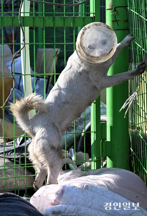 화성시 남양읍 들녘에서 지난 21일 한 강아지가 먹이를 찾다 폐플라스틱 통에 머리가 낀 채  괴로워하고 있다. 이 강아지는 탈진 위기에 빠졌으나 다행히 인근 주민의 도움으로 폐플라스틱 통을 벗을 수 있었다 .2024.2.24 /임열수기자 pplys@kyeongin.com