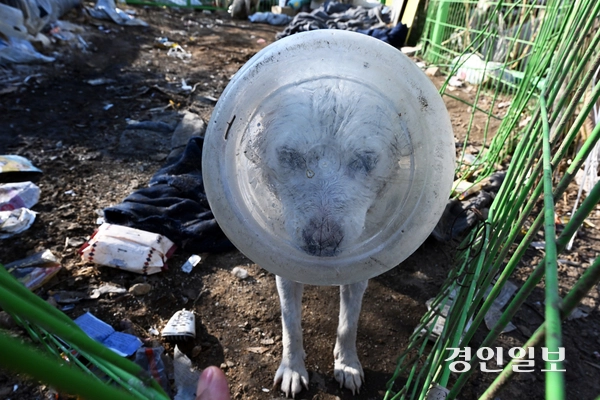 화성시 남양읍 들녘에서 지난 21일 한 강아지가 먹이를 찾다 폐플라스틱 통에 머리가 낀 채  괴로워하고 있다. 이 강아지는 탈진 위기에 빠졌으나 다행히 인근 주민의 도움으로 폐플라스틱 통을 벗을 수 있었다 .2024.2.24 /임열수기자 pplys@kyeongin.com