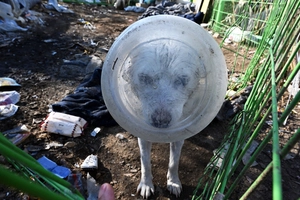 [화보] 먹이 찾다… 플라스틱통에 머리 낀 강아지