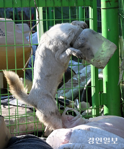 화성시 남양읍 들녘에서 지난 21일 한 강아지가 먹이를 찾다 폐플라스틱 통에 머리가 낀 채 벗으려고 발버둥 치고 있다. 이 강아지는 탈진 위기에 빠졌으나 다행히 인근 주민의 도움으로 폐플라스틱 통을 벗을 수 있었다 .2024.2.24 /임열수기자 pplys@kyeongin.com