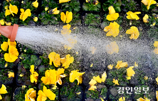 3일 인천시 서구 연희동 계양공원사업소 비닐하우스에서 겨울을 이겨낸 팬지꽃이 출하를 앞두고 활짝 피어나고 있다. 2025.3.3 /김용국기자 yong@kyeongin.com