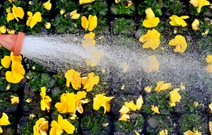 [포토] 봄의 전령사 팬지꽃