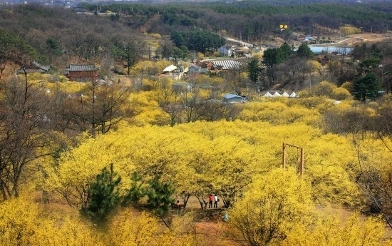 오는 28일부터 30일까지 이천산수유마을에서 ‘이천백사산수유꽃축제’가 열린다. 사진은 지난해 산수유꽃이 만개해 온통 노란빛을 띄고 있는 축제장. 2024.3.29 /이천백사산수유꽃축제 추진위원회 제공