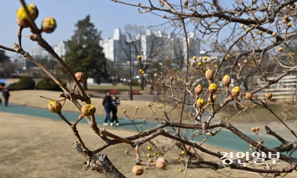 완연한 봄날씨를 보인 13일 오전 수원시 장안공원에 산수유가 꽃망울 터트리며 봄 분위기를 자아내고 있다. 2025.3.13 /최은성기자 ces7198@kyeongin.com