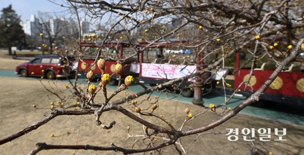 완연한 봄날씨를 보인 13일 오전 수원시 장안공원에 산수유가 꽃망울 터트리며 봄 분위기를 자아내고 있다. 2025.3.13 /최은성기자 ces7198@kyeongin.com