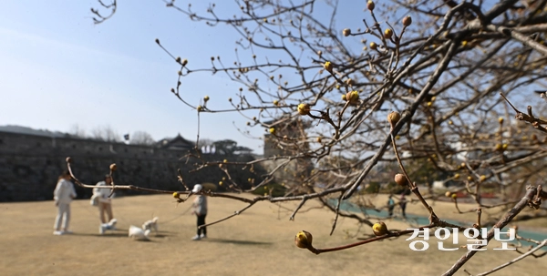 완연한 봄날씨를 보인 13일 오전 수원시 장안공원에 산수유가 꽃망울 터트리며 봄 분위기를 자아내고 있다. 2025.3.13 /최은성기자 ces7198@kyeongin.com