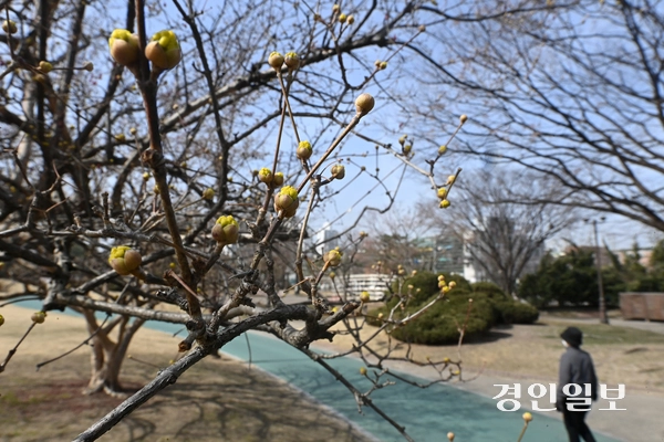 완연한 봄날씨를 보인 13일 오전 수원시 장안공원에 산수유가 꽃망울 터트리며 봄 분위기를 자아내고 있다. 2025.3.13 /최은성기자 ces7198@kyeongin.com
