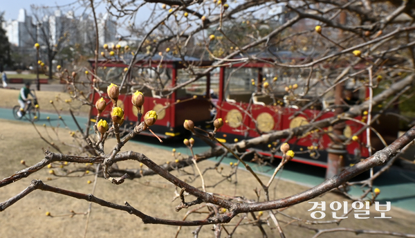 완연한 봄날씨를 보인 13일 오전 수원시 장안공원에 산수유가 꽃망울 터트리며 봄 분위기를 자아내고 있다. 2025.3.13 /최은성기자 ces7198@kyeongin.com