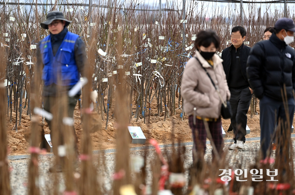 꽃샘추위로 쌀쌀한 휴일을 맞이한 16일 나무전시 판매장이 개장한 인천산림조합을 찾은 시민들이 묘목을 고르며 성큼 다가온 봄을 준비하고 있다. 2025.3.16 /김용국기자 yong@kyeongin.com
