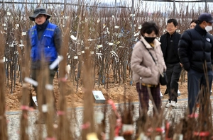 [포토] 성큼 다가온 봄… 묘목 고르는 시민들