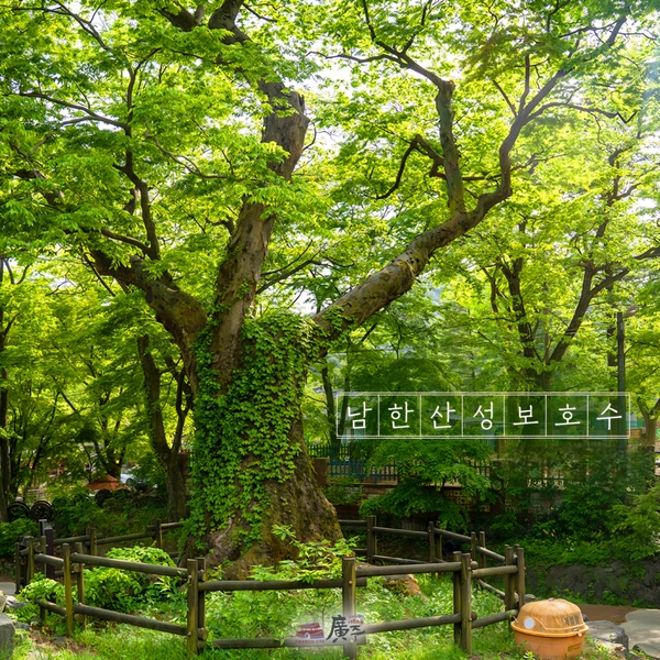 광주시 남한산성에 있는 보호수. /광주시의회 제공