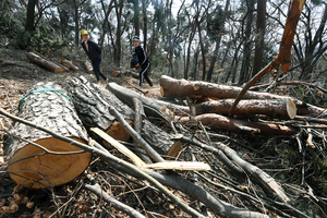 경기도내 야산 벌목나무 방치… 대형 산불 불쏘시개 될라