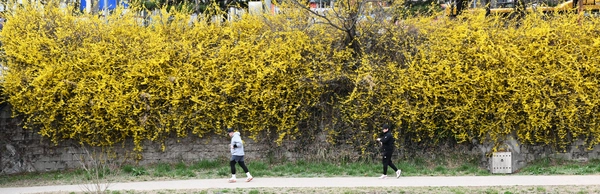 꽃샘추위가 이어진 30일 수원시 영통구 원천천변에 개나리 꽃이 만개해 봄정취를  물씬 풍기고 있다.2025.3.30 /임열수기자 pplys@kyeongin.com