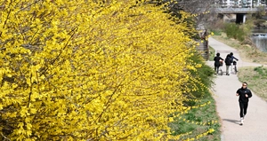 [화보] 개나리 노란 꽃 그늘 아래~