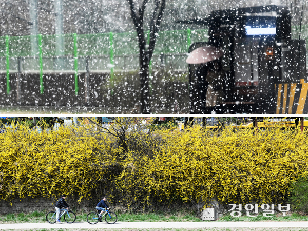 꽃샘추위가 이어진 3월의 마지막 휴일인 30일 화성시 병점동 일대에 함박눈이 휘날리고 있는 반면(사진 위), 반짝 갠 하늘아래 수원시 영통구 원천천변엔 개나리꽃이 만개해 봄 정취를 물씬 풍기고 있다. 2025.3.30 /임열수기자 pplys@kyeongin.com