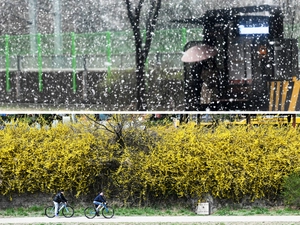 [포토] 눈꽃과 꽃눈 날리던 날