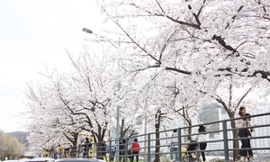 안양의 옛 역사 간직한 동네… ‘안양 벚꽃 1번지’ 충훈동